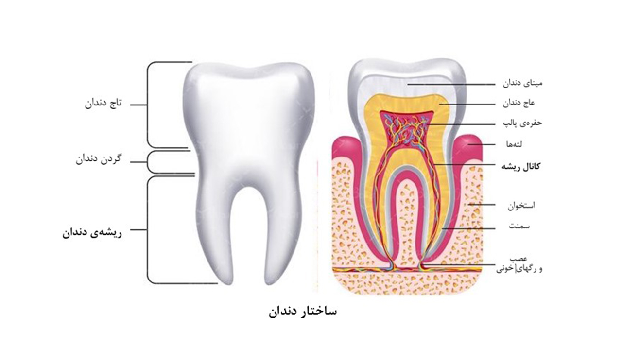 قسمت های مختلف دندان