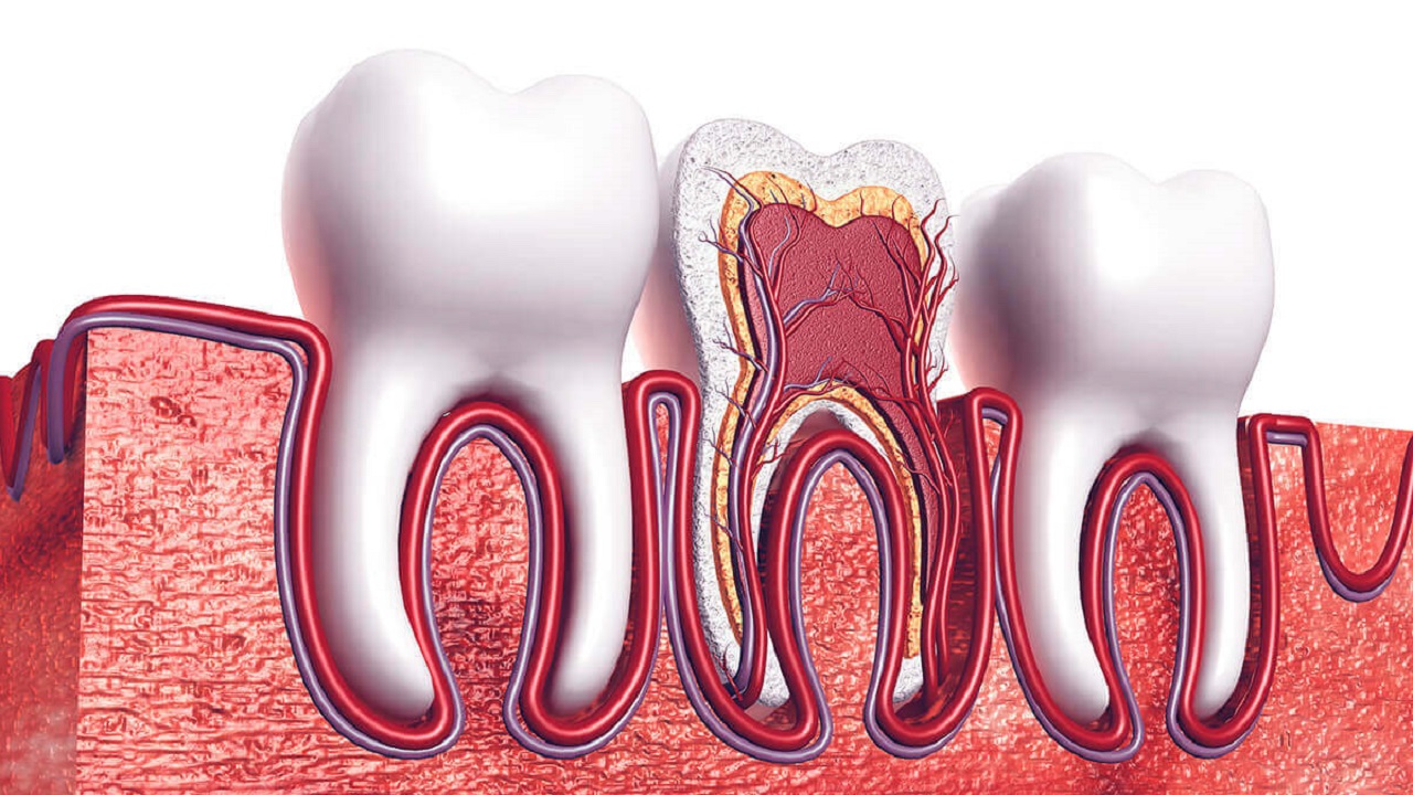 اعصاب دندان
